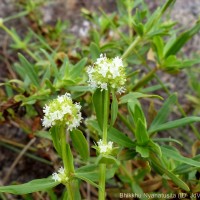 Spermacoce verticillata L.